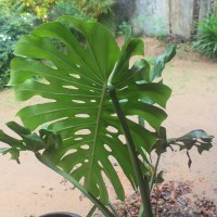 Monstera deliciosa Liebm.